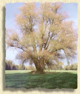 Die Kopfweide - eine fr den Spreewald typische Baumform